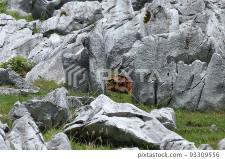 Calf resting between rocks Shikoku Karst Calf resting between rocks Shikoku Karst 93309556