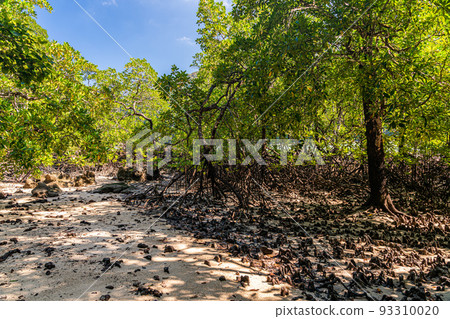 Mangrove forest in Mai Ngam beach in Surin island national park, Phang Nga, Thailand Mangrove forest in Mai Ngam beach in Surin island national park, Phang Nga, Thailand 93310020