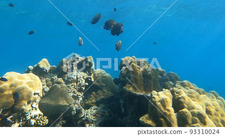 Colorful Coral reefs with schools of redtail butterflyfish in Surin islands national park, Phang Nga, Thailand. 93310024