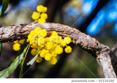 Golden Wattle in Melbourne Australia Golden Wattle in Melbourne Australia 93310160