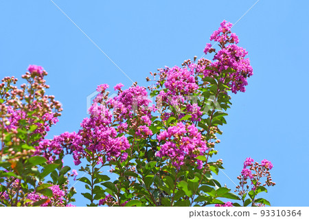 縐紗花 縐紗花 93310364