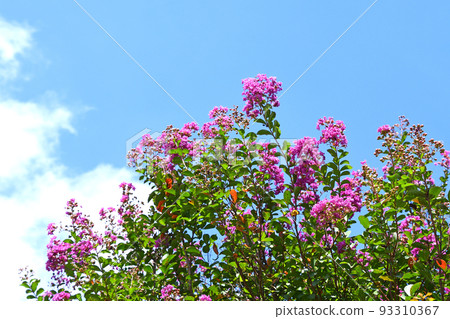 Flower of crape mybs Flower of crape mybs 93310367