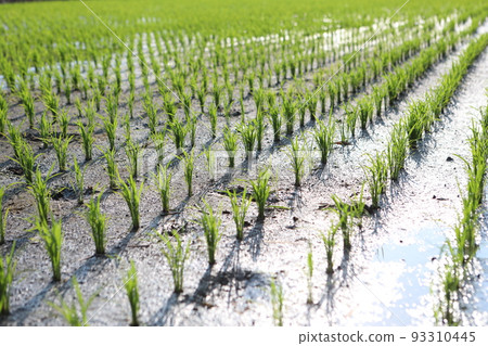 transplanting rice 93310445