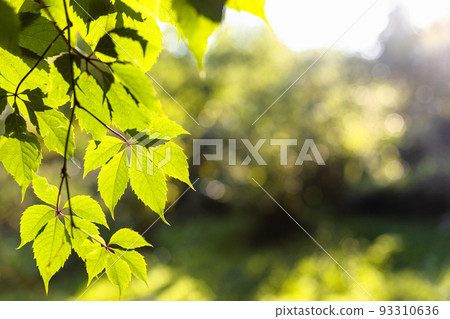 green leaves lit by sunset sun and blurred trees 93310636
