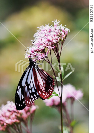 Asagi madara 93310782