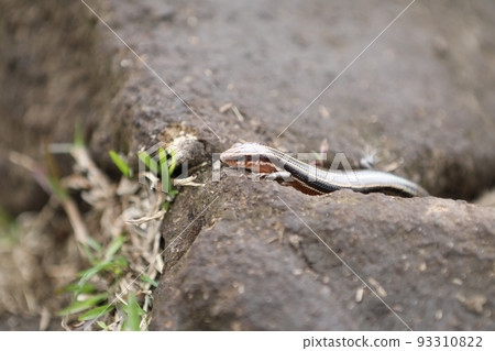 蛇蜥 93310822