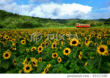 盛開的向日葵和小湊鐵道的單車 93311390