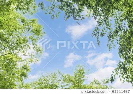 Fresh green beech forest background frame 93311487