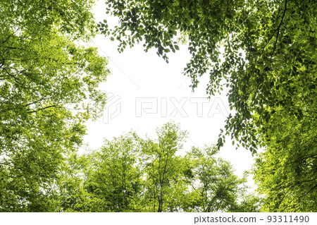 Fresh green beech forest background frame Fresh green beech forest background frame 93311490
