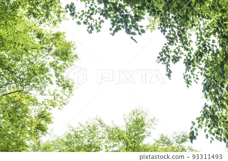 Fresh green beech forest background frame 93311493