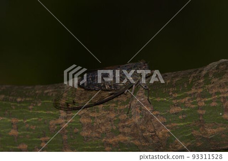 ツクツクボウシ 93311528