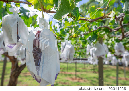 收穫葡萄園 3 93311638