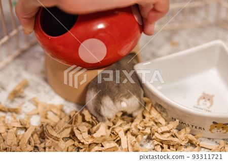 倉鼠屁股和尾巴 93311721