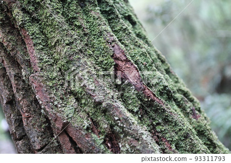 樹幹 樹幹 93311793