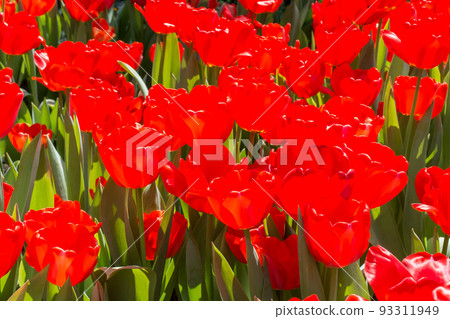 Blooming tulips 93311949