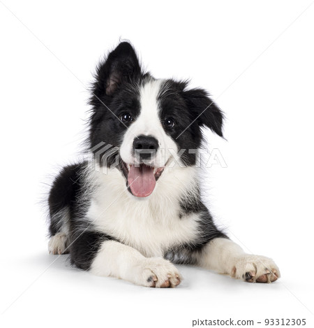 Border Collie pup on white background Border Collie pup on white background 93312305