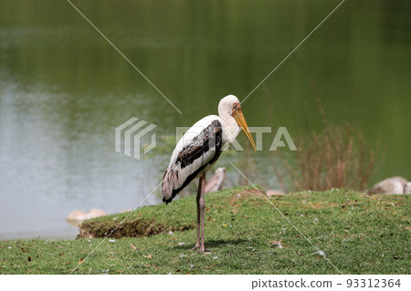 The Painted Stork bird (Mycteria leucocephala) in garden 93312364