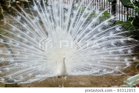 white peacock with feathers spread out 93312855