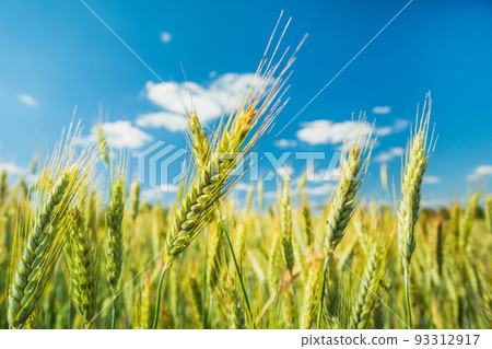 Ears of grain against the background of blue sky 93312917