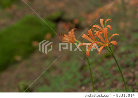 新鮮的狐狸conser 93313014