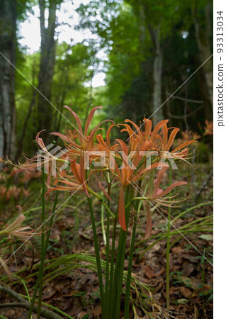 Fresh fox conser Fresh fox conser 93313034