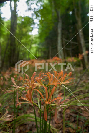 Fresh fox conser 93313035