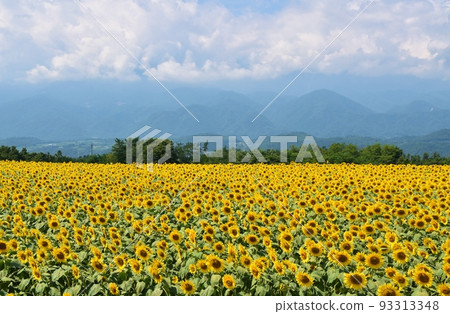 A field of sunflowers in Yamanashi A field of sunflowers in Yamanashi 93313348
