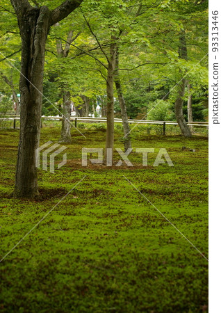 Moss and tree 93313446