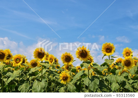 A field of sunflowers in Yamanashi 93313560