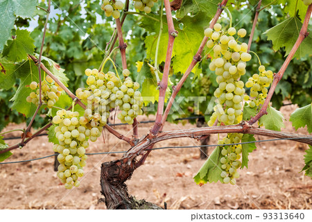 Vermentino grapes. Bunches of ripe white grapes on the seedling. Agriculture. Vermentino grapes. Bunches of ripe white grapes on the seedling. Agriculture. 93313640