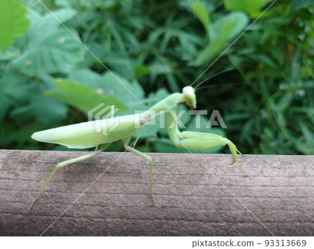 Praying mantis seen from the side Praying mantis seen from the side 93313669