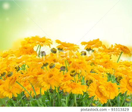Marigold flowers 93313829