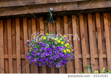 Pot of bright blooming flowers hanging on a wooden wall Pot of bright blooming flowers hanging on a wooden wall 93314161