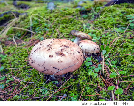 Three wild champignon on the moss-covered ground. Macro photography, close-up, selective focus Three wild champignon on the moss-covered ground. Macro photography, close-up, selective focus 93314453