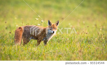 Furry red fox looking into the camera on meadow in autumn 93314544