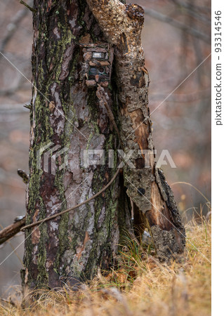 Camouflaged trail camera waiting for animal on a tree in autumn forest. 93314546