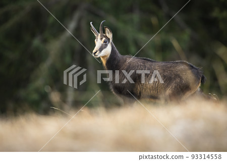 Tatra chamois standing on an alpine meadow in mountains and looking aside Tatra chamois standing on an alpine meadow in mountains and looking aside 93314558