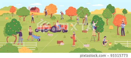 People picking apples. Farmers gathering harvest apple tree in orchard production, family pick out healthy ripe autumn fruits garden agriculture crop, garish vector illustration 93315773