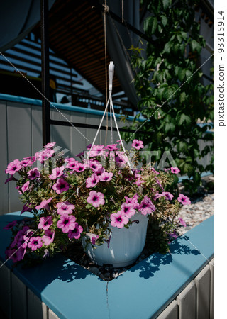 Colourful petunia flowers in vibrant pink and purple colors in decorative flower pot close up 93315914