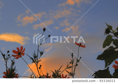 Morning glow and cosmos Morning glow and cosmos 93316013