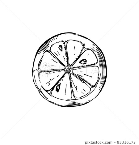 Sliced piece of lemon sketch in classic engraving style isolated on white 93316172