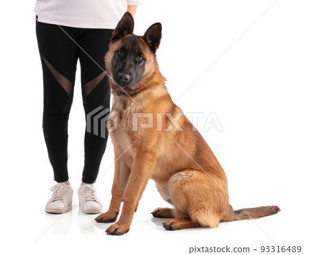 Young Belgian Shepherd dog Malinois sitting 93316489