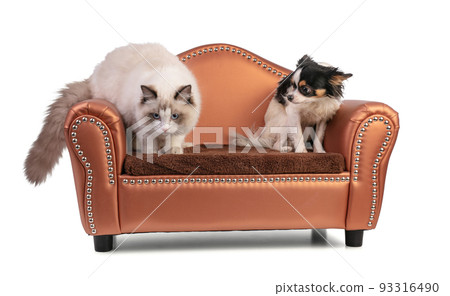 Young ragdoll cat six months old on a sofa with chihuahua 93316490