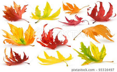 Isolated colorful maple and plane tree fallen leaves on the ground 93316497