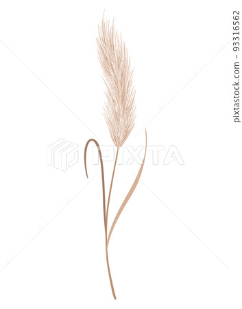 Pampas grass branch. Dry feathery head plume, used in flower arrangements, ornamental displays, interior decoration, fabric print, wallpaper, wedding card. Golden ornament element in boho style Pampas grass branch. Dry feathery head plume, used in flower arrangements, ornamental displays, interior decoration, fabric print, wallpaper, wedding card. Golden ornament element in boho style 93316562