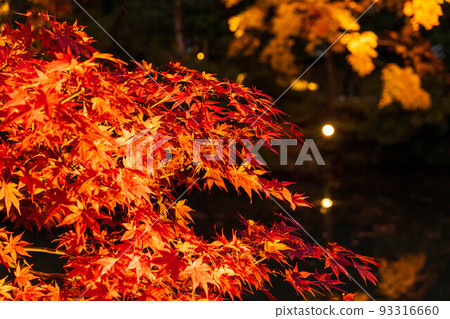 Nikkosan Rinnoji Shoyoen, a component of the World Heritage "Shrines and Temples of Nikko," lit up with autumn leaves 93316660
