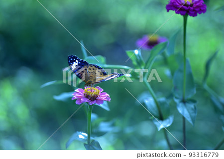 Butterflies feeding from Zinnia flowers, Hakushu Town, Hokuto City Butterflies feeding from Zinnia flowers, Hakushu Town, Hokuto City 93316779