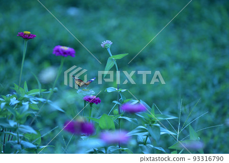 Butterflies feeding from Zinnia flowers, Hakushu Town, Hokuto City 93316790
