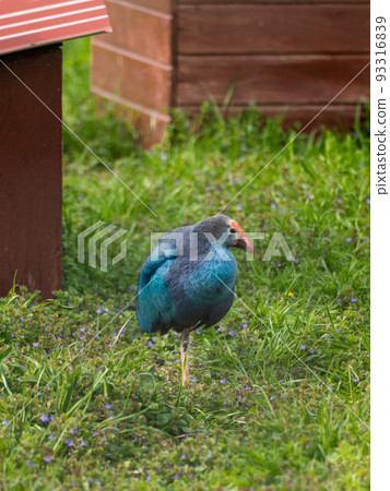 Full-length portrait of grey-headed swamphen or Porphyrio poliocephalus standing in grass. Colorful bird outdoors. 93316839