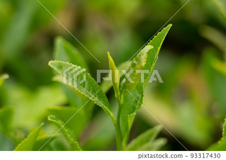 Young tea leaves close up. 93317430